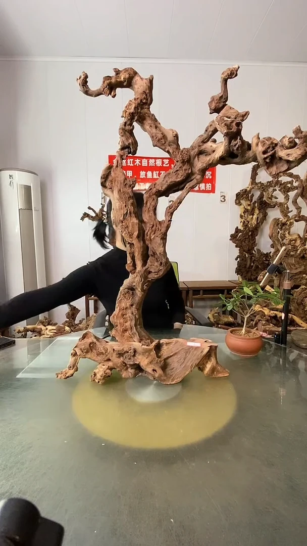 香榧木通***。金丝红木 羊蹄甲