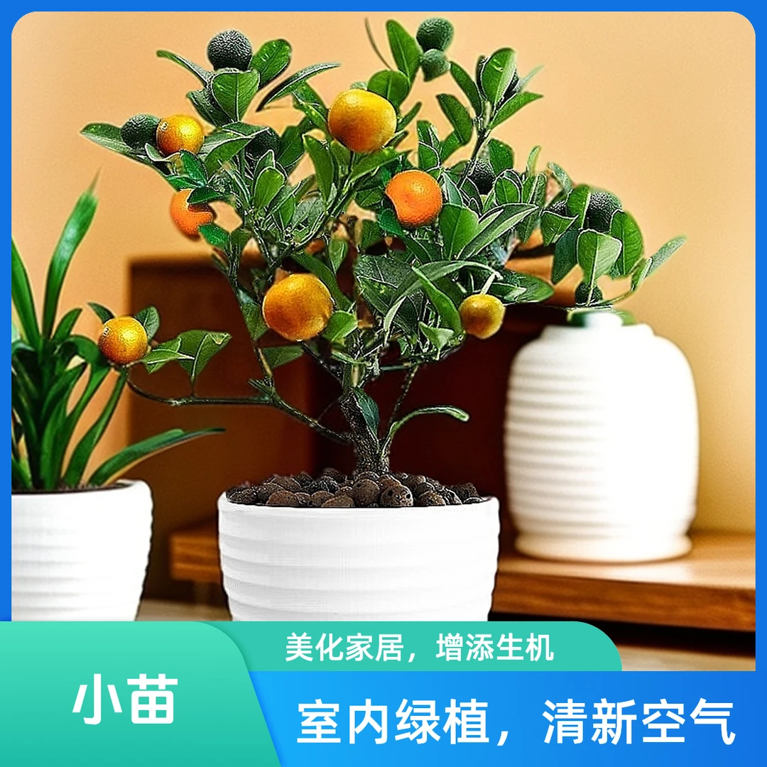 直播间一物一拍盆栽地栽园艺绿植