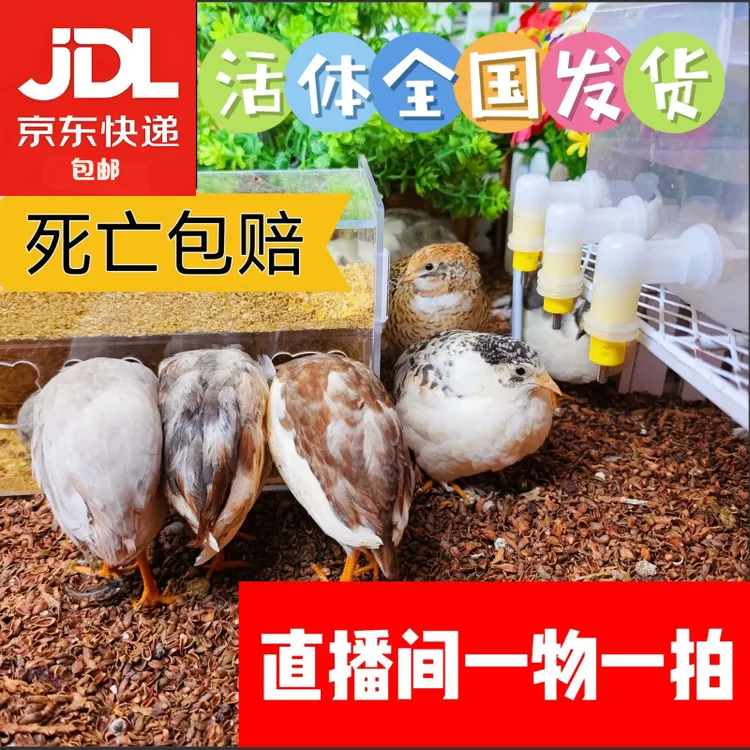 【芦丁鸡自选组合】宠物小鸡50-60天左右青年鸡