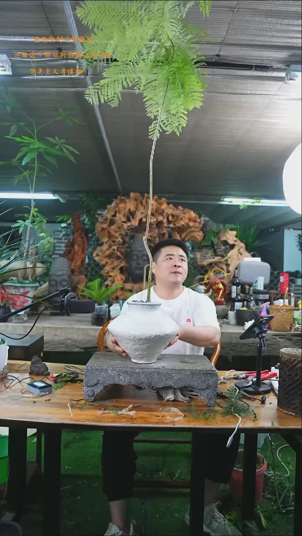 完全开放蓝花楹208+