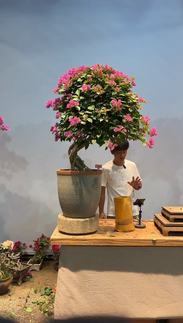 无花朵大*李三角梅专场一物一拍48