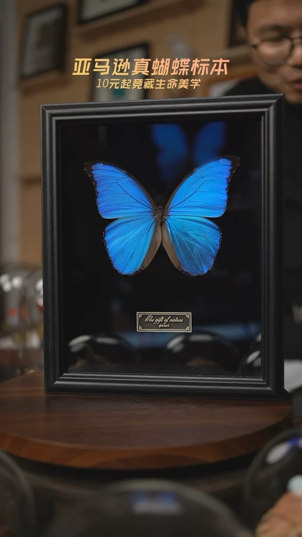 有机玻璃大蓝闪蝶黑绒底版10寸欧式框