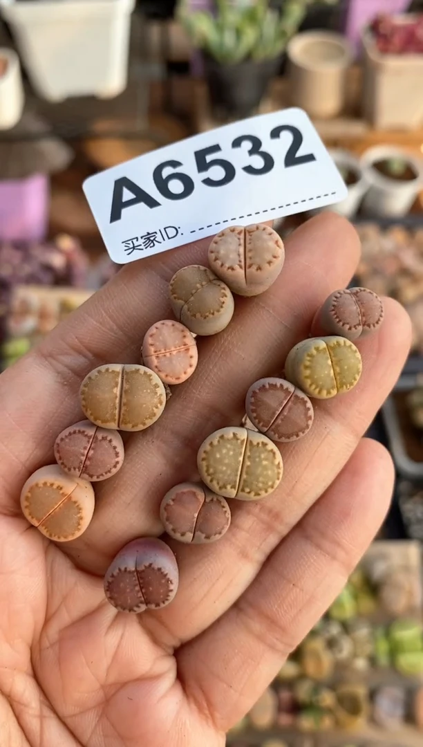 【闪购商品】6532直播一物一拍