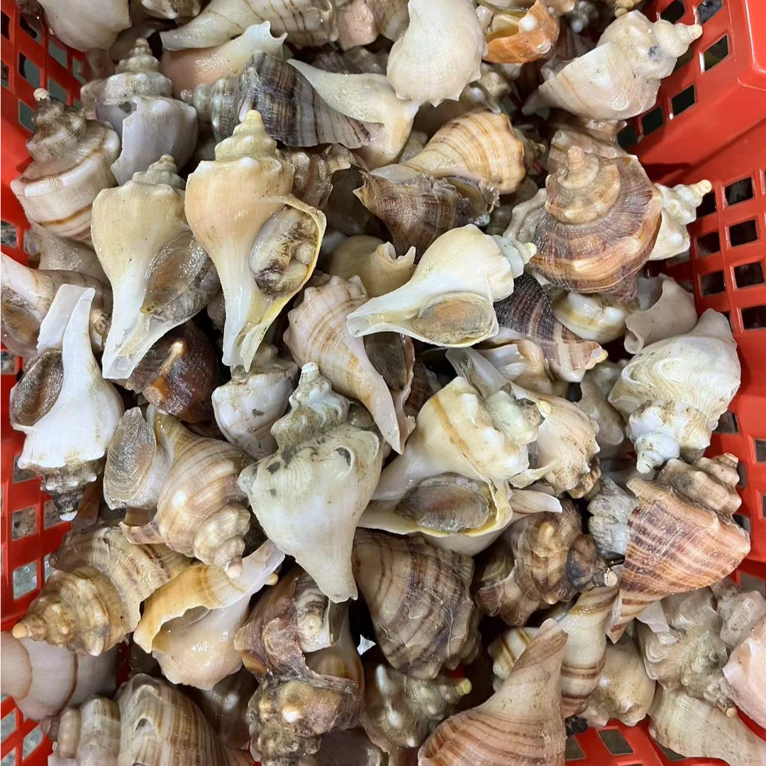 中苦螺500g+红螺500g