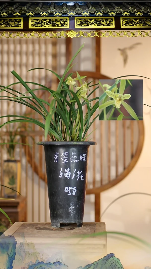 全部花苞青翠蕊蝶6苗6花