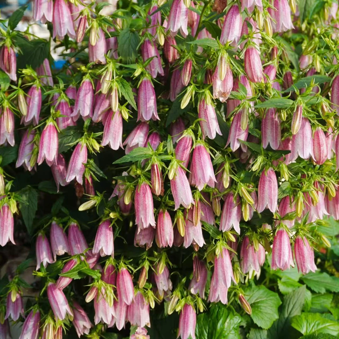 紫斑风铃多年生宿根庭院阳台开花植物花期长好养活