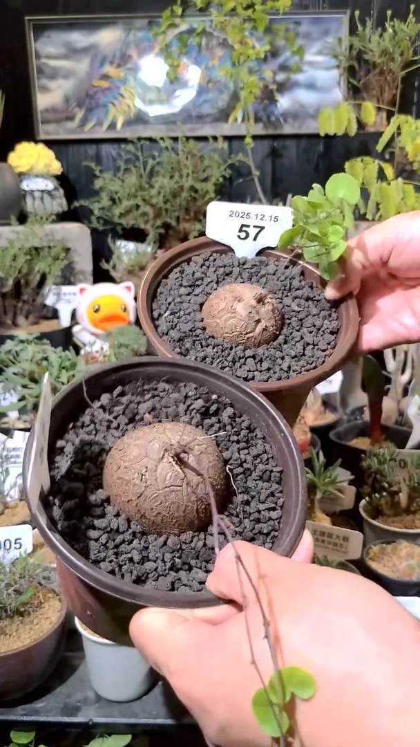 57号1215福利南非龟甲龙买一送一