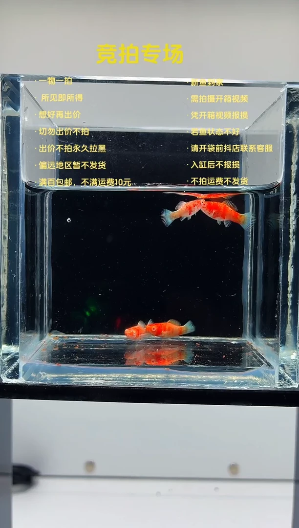 樱花玛丽苗子4条-39