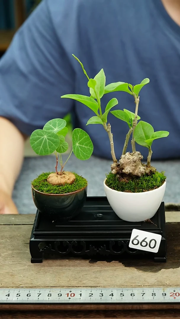 无花朵苔藓微景观660号