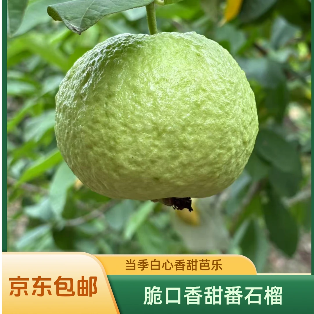 [京东包邮]万顷沙本地脆甜珍珠番石榴低糖低卡芭乐果园现摘现发