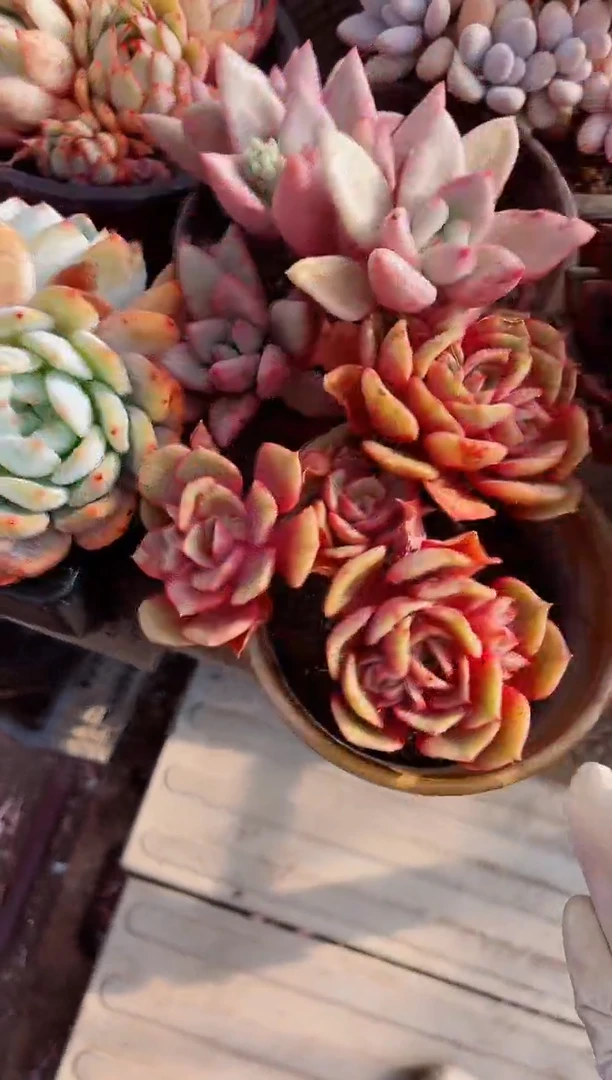 【闪购商品】22148