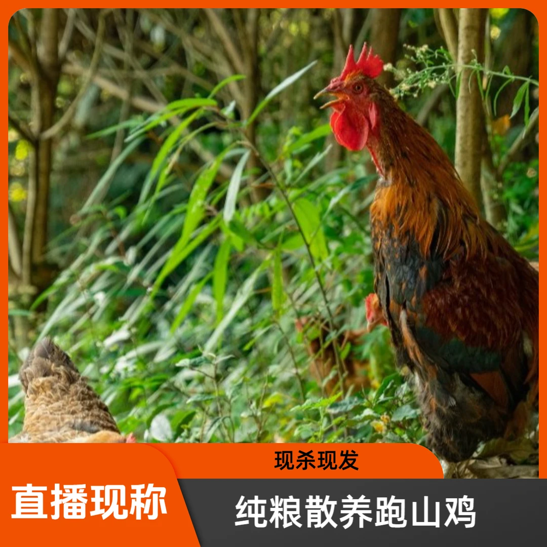 【直播现称-宰杀发货】高山农户散养公鸡-1只