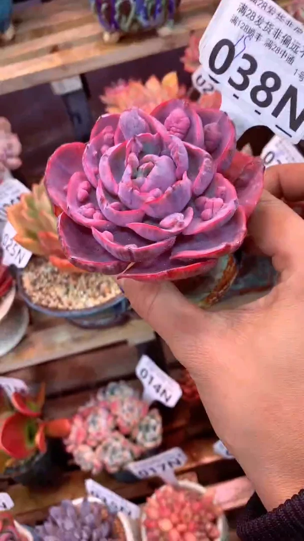 038N（一物一拍，精品多肉，所见即所得 ）