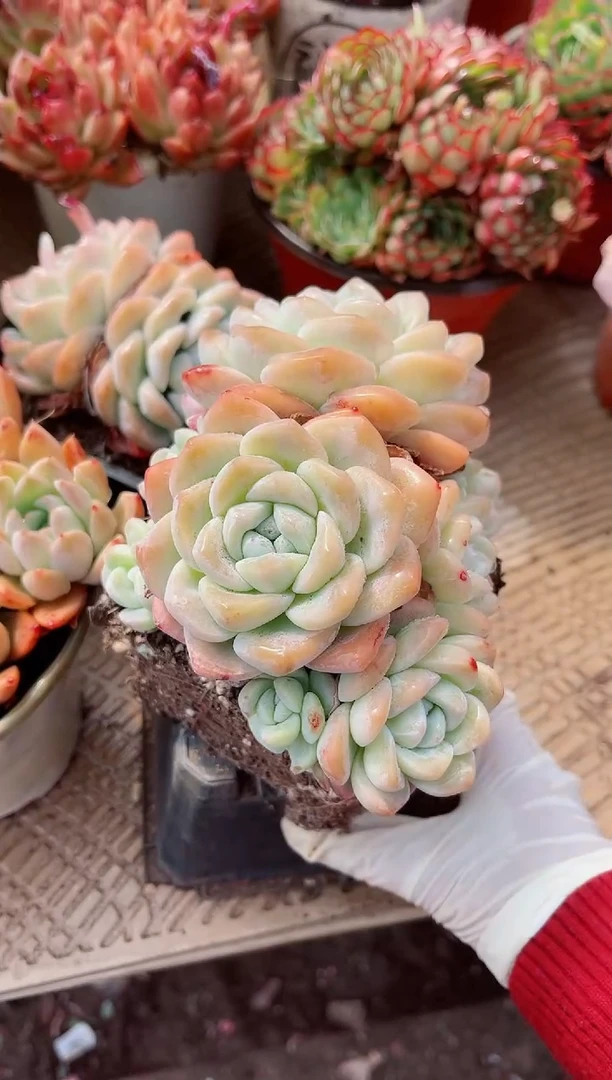 【闪购商品】08319