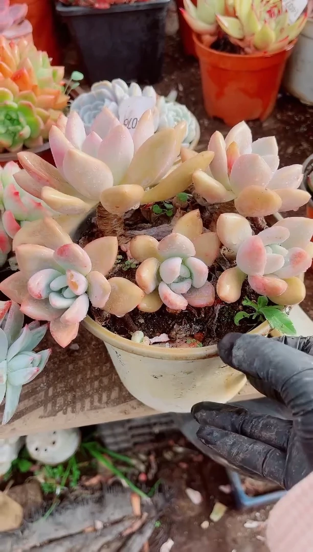 /****）跃跃精品多肉14075