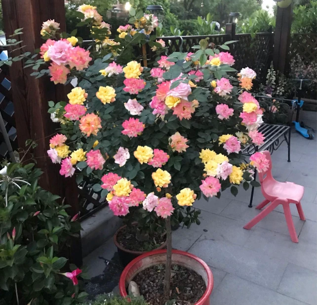 （原盆发货）多色彩虹棒棒糖月季花