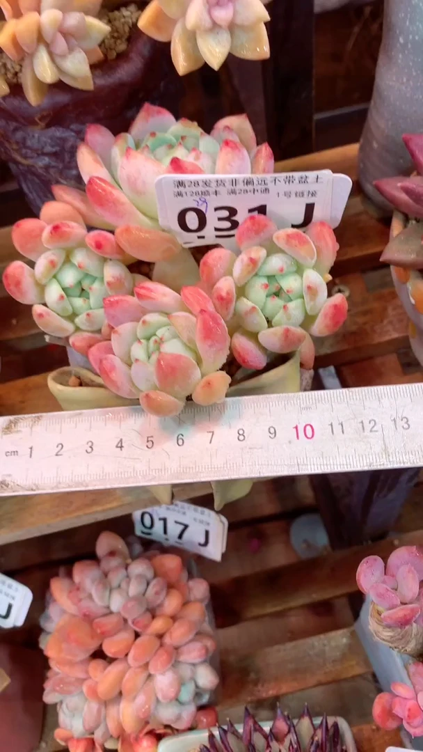 031J（一物一拍，精品多肉，所见即所得 ）