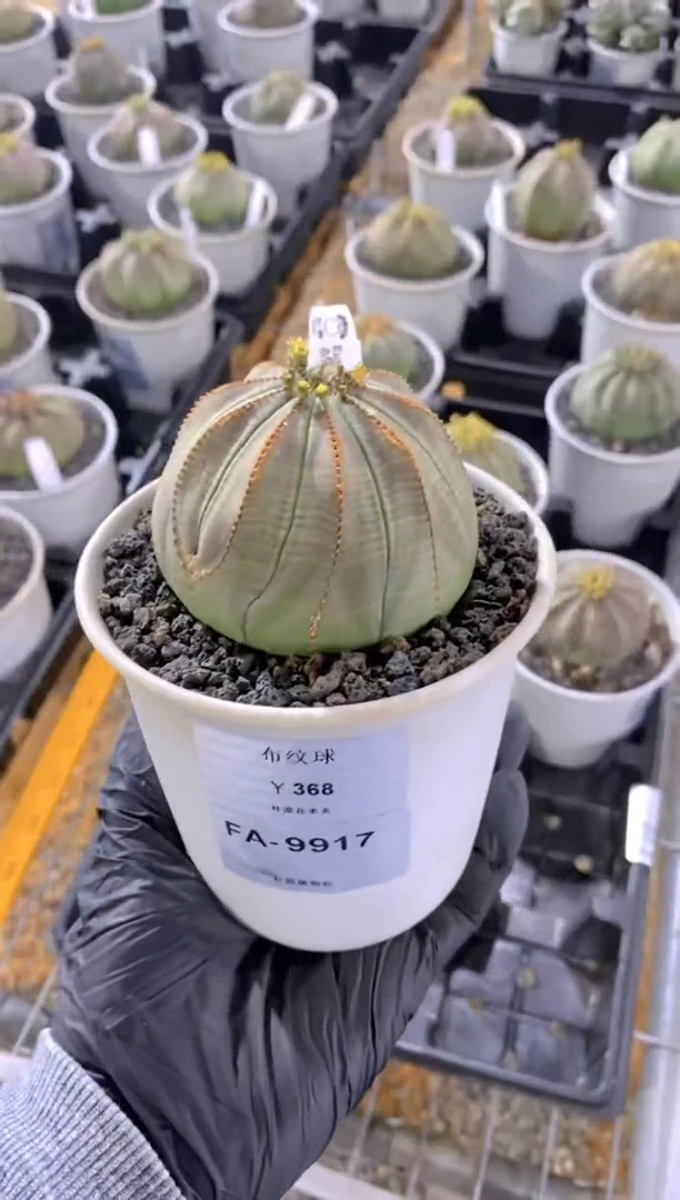 【闪购商品】布纹球FA-9917