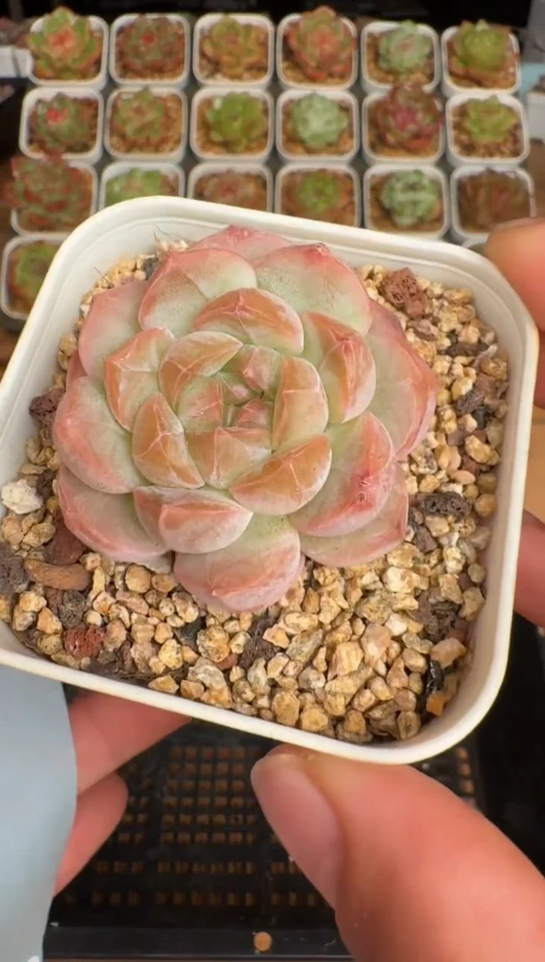 557b珍妮多肉(6.5cm杯）一物一拍 带盆土发