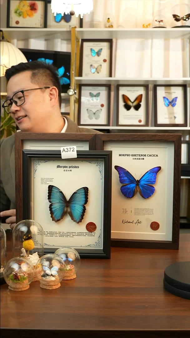 蓓蕾闪蝶真蝴蝶标本A