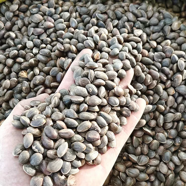 【一帆山里货专属】云南新鲜生松子2024人工挑选成熟度高落水松子