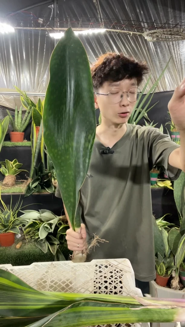 大单叶翡翠宝镜60cm26.8