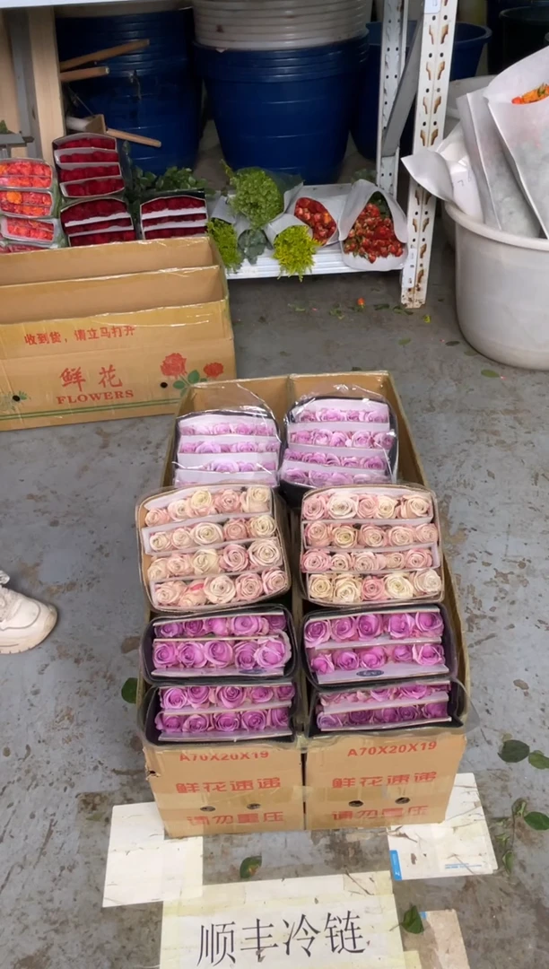 海洋之歌20枝+紫霞20枝+曼塔20枝