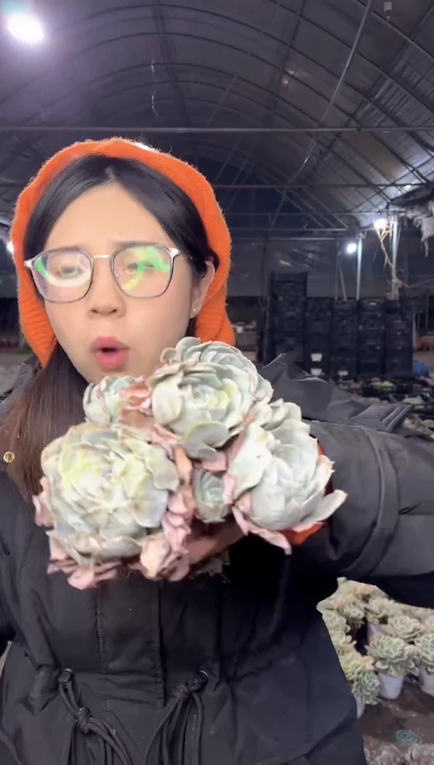 【闪购商品】98-散群鲁氏石莲五个头5