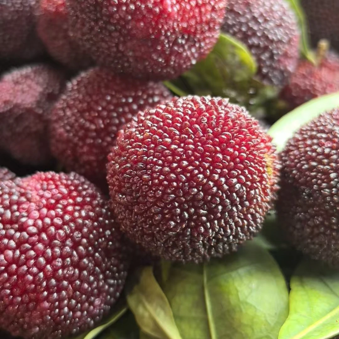 中梅杨梅（品种叫“中梅”，酸甜口）G