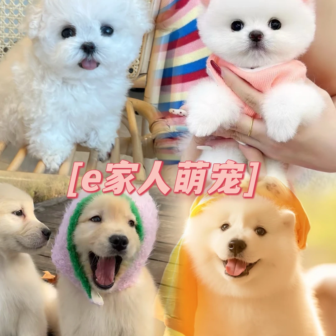 【e家人萌宠】精品宠物狗挑选链接