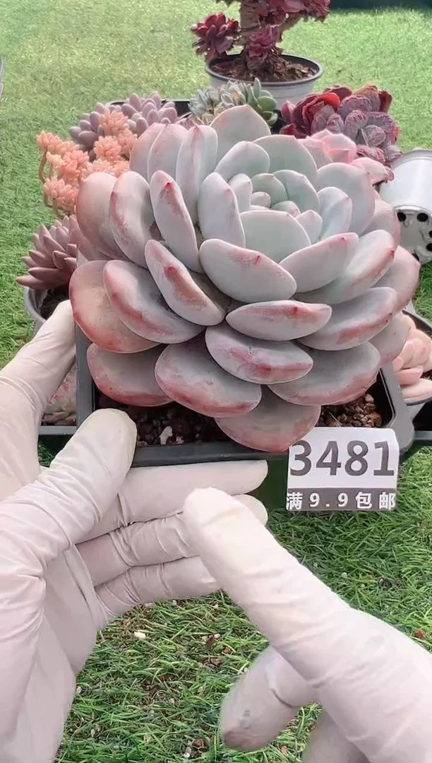 【闪购商品】信福多肉一物一拍