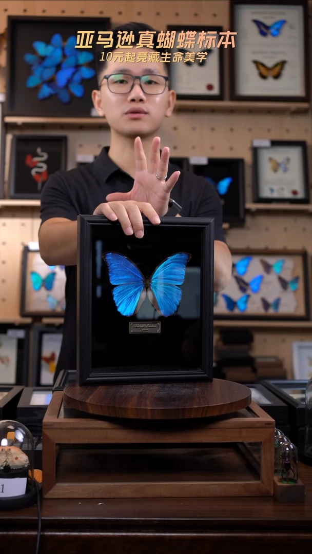 大蓝闪蝶黑绒底版10寸欧式框（带证书）