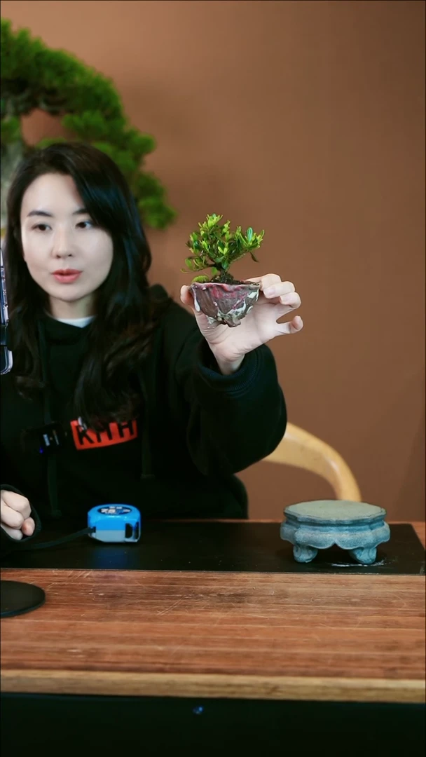 【闪购商品】盆景栀子花