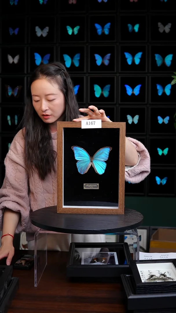 蝴蝶标本摆件竞拍晶闪蝶A167
