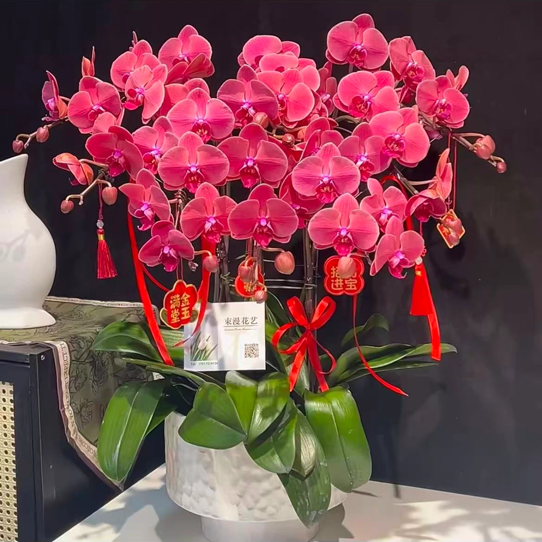 【金苹果】蝴蝶兰桌面阳台盆栽花卉绿植花卉年宵花