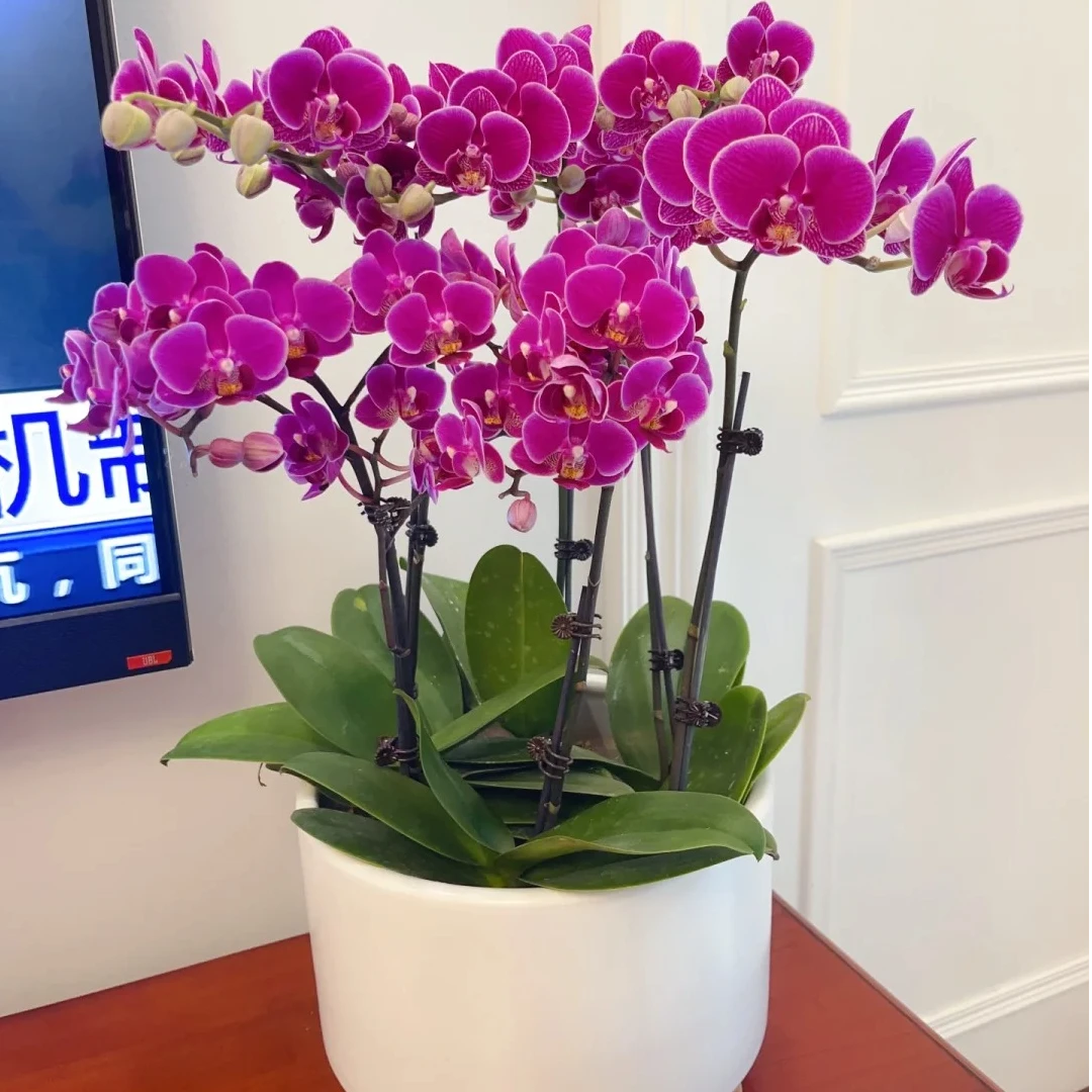 《红酒》能爆分支爆花蝴蝶兰