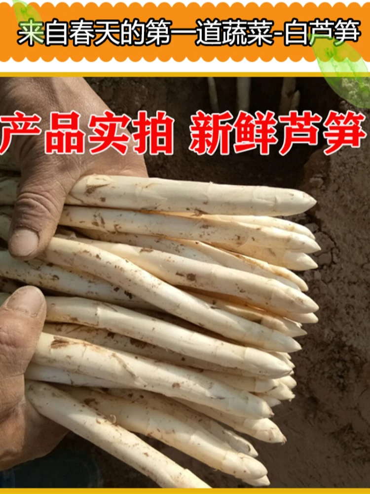 农家自种 白芦笋 现挖直发 鲜嫩笋脆高档蔬菜 山东特产