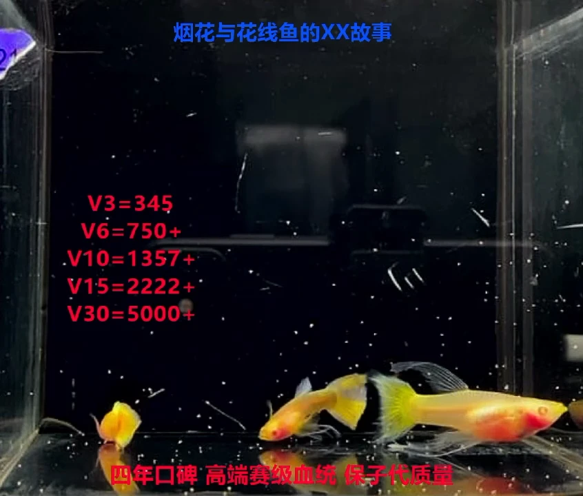 孔雀鱼黄金玻璃小绣球1对