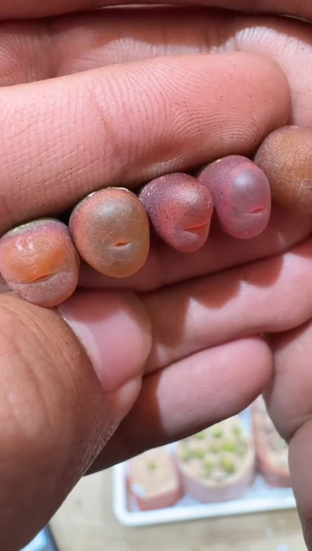 163多肉植物肉锥吕水一颗