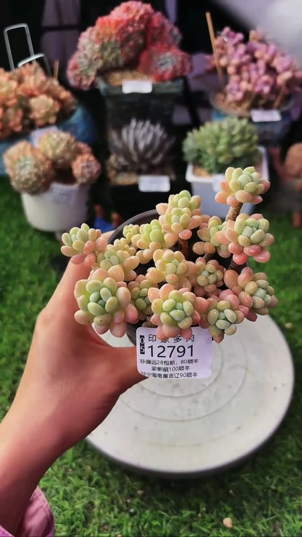 昆明印象多肉12791