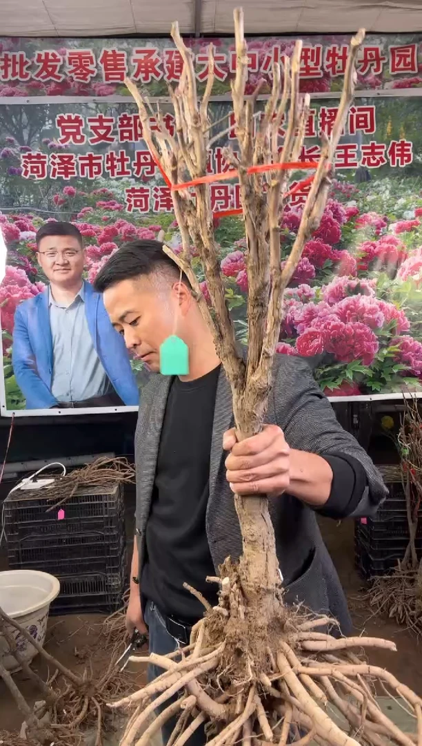 闪购菏泽牡丹园  花王12