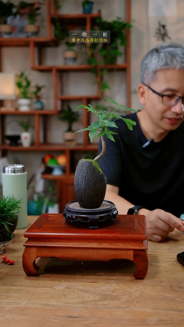 不开花植物放****开发财树893