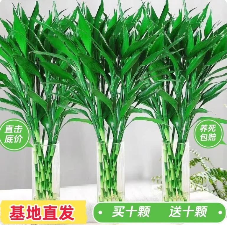 10支富贵竹60-70cm水培植物室内好养活 招财绿植观音竹发财竹粗竹