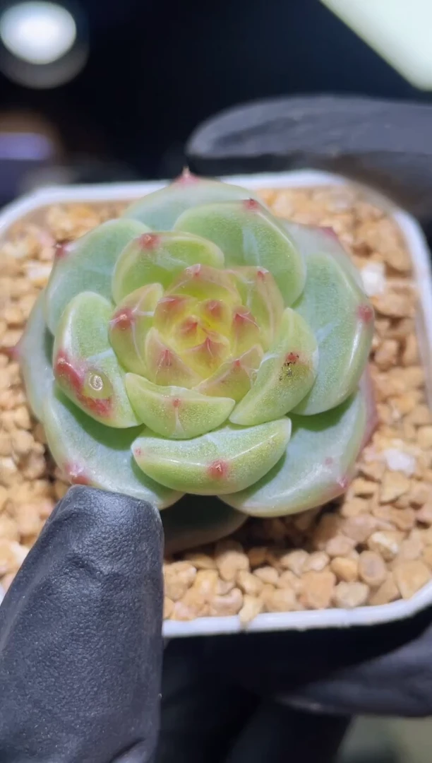 闪购2443  新个体  多肉一颗  3.5-4.0厘米左右