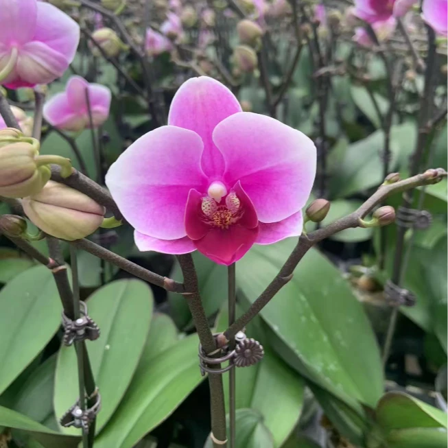 （悦顺优品）蝴蝶兰 第三名（一单花后苗全场任意两单包邮发货）