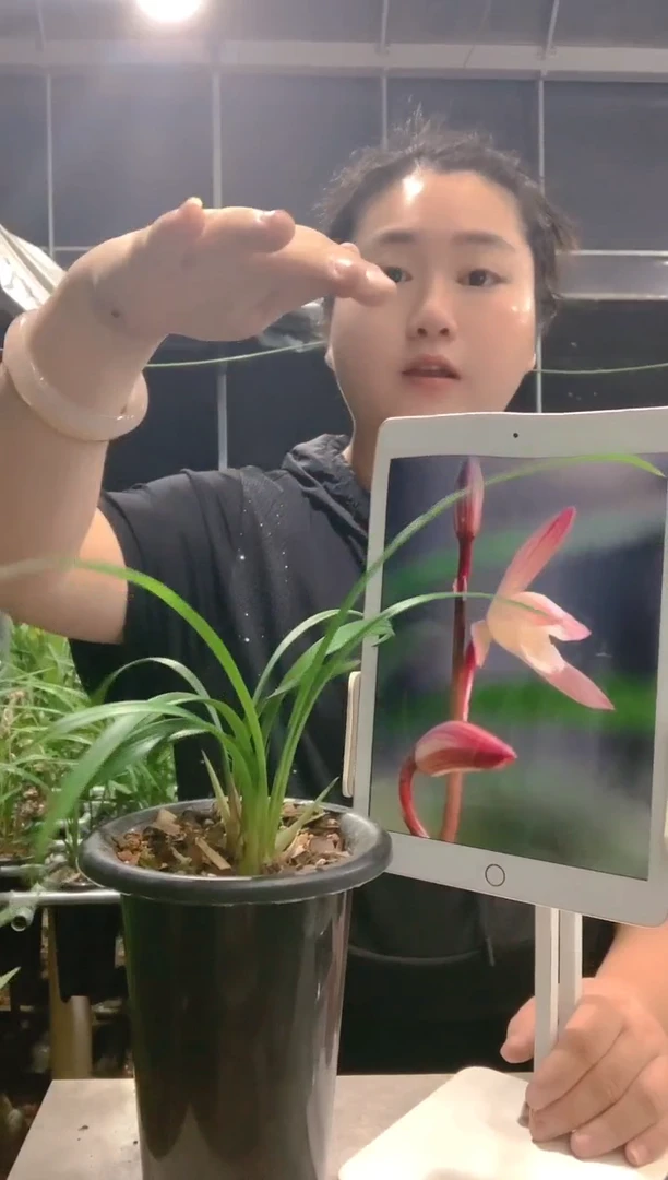 大部分开放少量花苞渔**晚春雨彩虹
