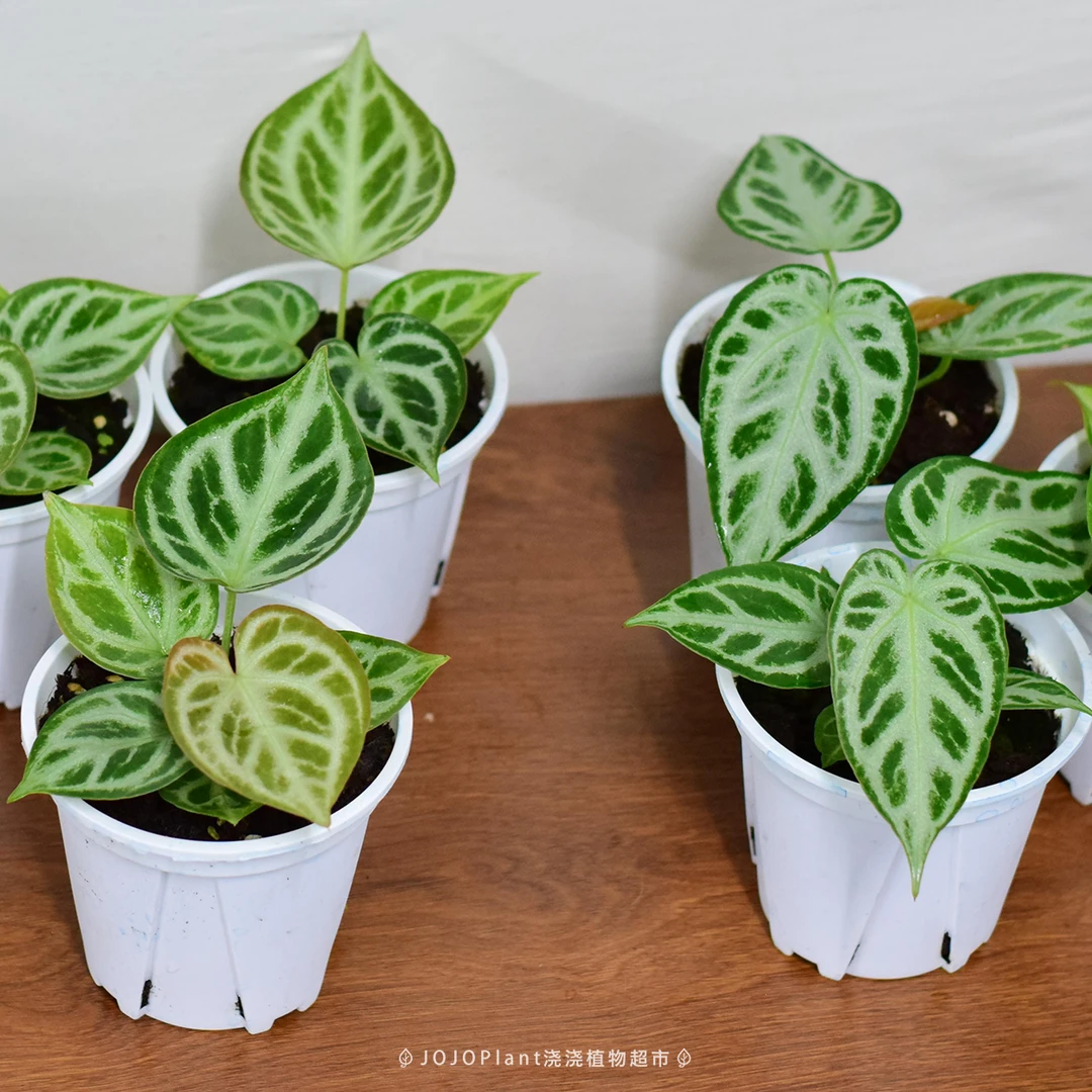 铜锣烧/银刷子水晶花烛 新奇雨林热植水晶脉络 浇浇植物