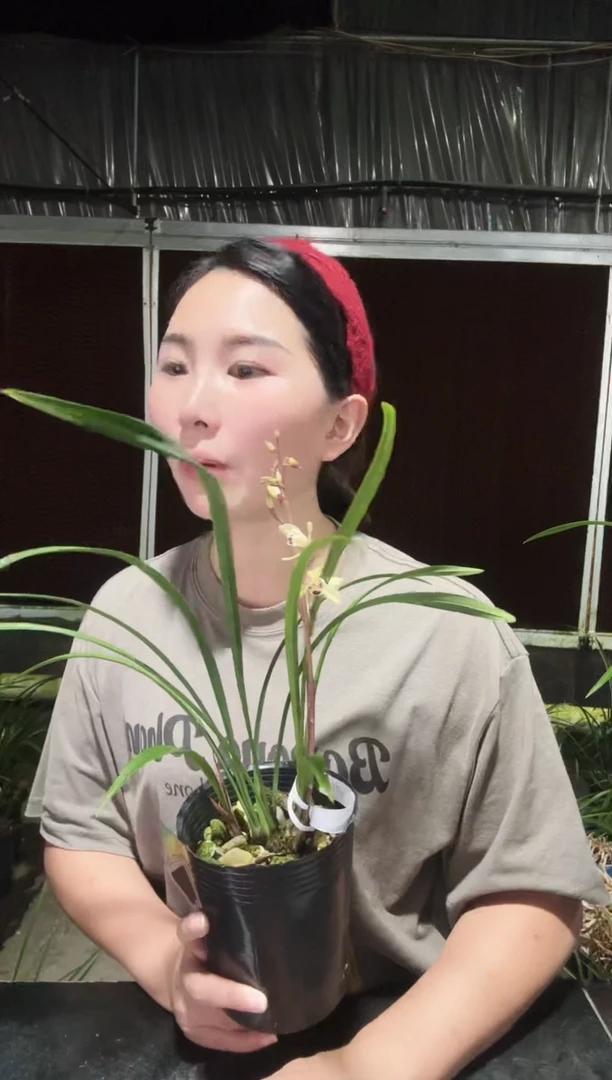 无花朵花仙子4苗带花苞