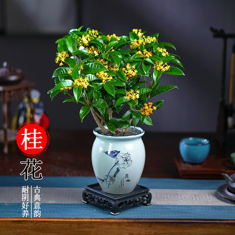 桂花盆栽室内带花盆景四季桂客厅浓香型开花绿植好养易活花卉植物