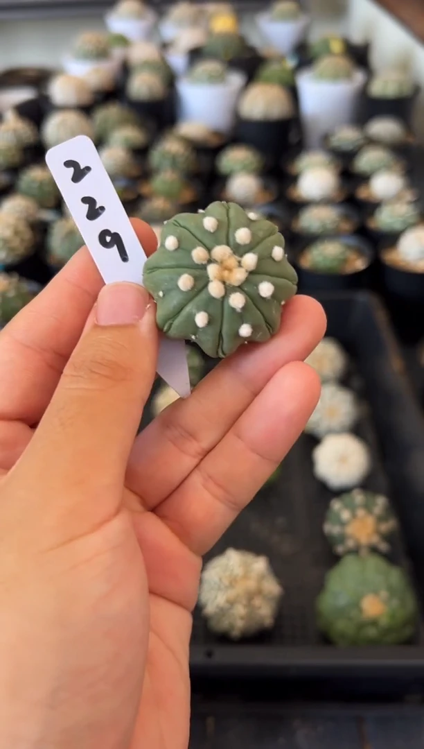 海星实生根星兜仙人球编码229